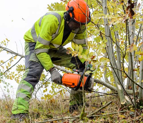 Vegetation work